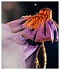Filename=24.jpg
Filesize=173KiB
Dimensions=1280x853
Date added=Jul 18, 2018 24.jpg