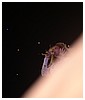 Filename=hq090.JPG
Filesize=407KiB
Dimensions=2592x1944
Date added=Sep 15, 2014 hq090.JPG